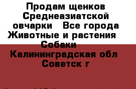 Продам щенков Среднеазиатской овчарки - Все города Животные и растения » Собаки   . Калининградская обл.,Советск г.